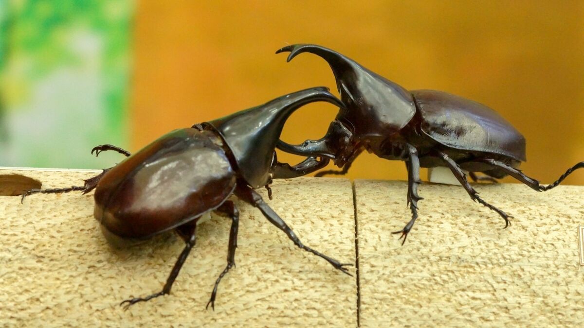 Was bedeutet es, von einem schwarzen Käfer zu träumen? Groß, fliegend, tot  und mehr!